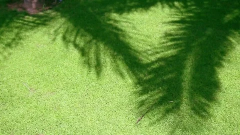 The shadow of a palm tree swaying in the wind Stock Footage 310614842