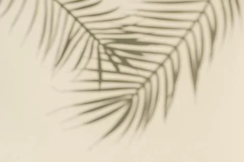 The shadow of a palm tree on the wall is beige and copy space. Stock Photos