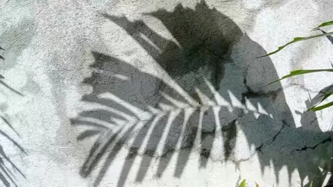 The shadow of a palm tree on the wall Stock Footage 321764534
