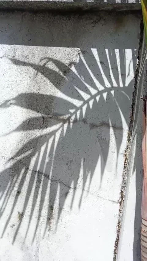 The shadow of a palm tree on the wall Stock Footage 322001810