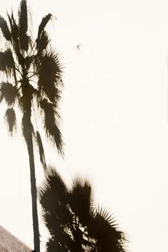 Shadow of a palm tree in a white wall. Barcelona, Spain Stock Photos
