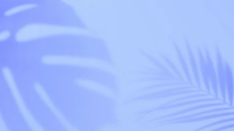 Shadow palm tropical leaf monstera Stock Footage 128737988