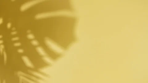 Shadow palm tropical leaf monstera Stock Footage 128738583