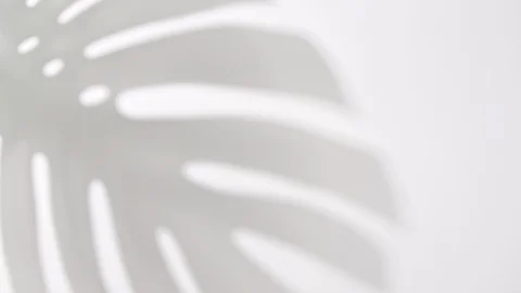 Shadow palm tropical leaf monstera Stock-Footage 128738803