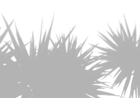 The shadow of a palms leaf on a white wall. A tropical plant. Black and white Illustrazione stock