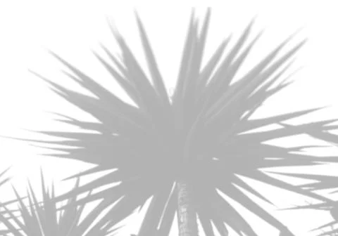 The shadow of a palms leaf on a white wall. A tropical plant. Black and white Illustrazione stock