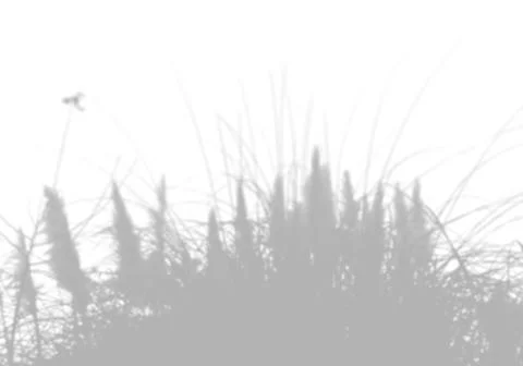 The shadow of the pampas grass on the white wall. Black and white image for Stock Illustration