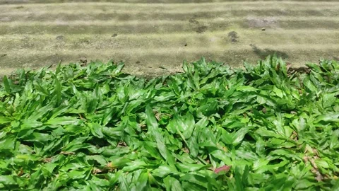 Shadow of paranet net in small grassy garden 動画素材 198678552