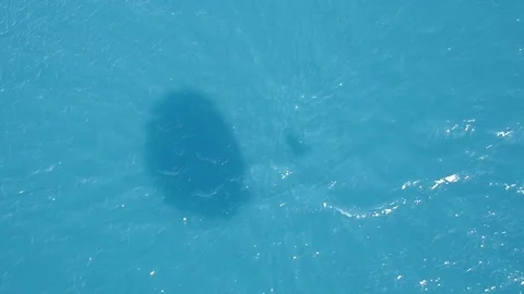 Shadow of Parasail on Ocean Surface Stockbeeldmateriaal 77796359