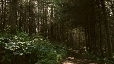 Shadow path in old forest Vídeo Stock 130862702