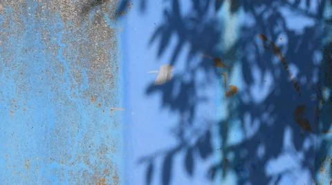 Shadow pattern of fluttering tree on rusty blue painted background with copy Stock Photos