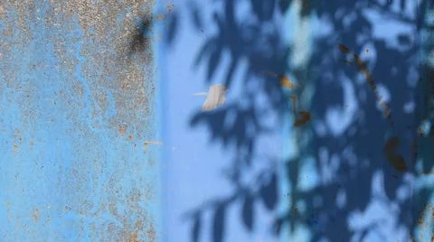 Shadow pattern of fluttering tree on rusty blue painted background with copy Stock Photos