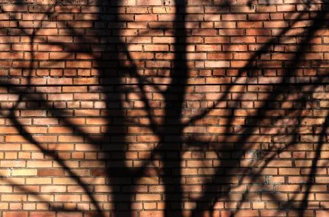 Shadow pattern of tree branches on brick wall Stock Photos