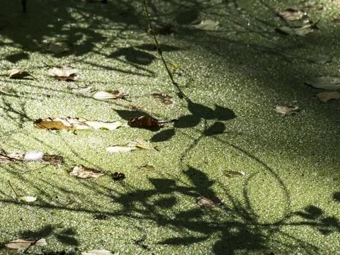 Shadow patterns on a duckweed choked pool at Minsmere, Suffolk, UK. Fotos Stock
