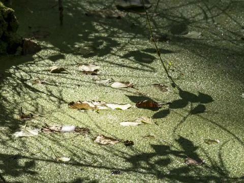 Shadow patterns on a duckweed choked pool at Minsmere, Suffolk, UK. Fotos Stock