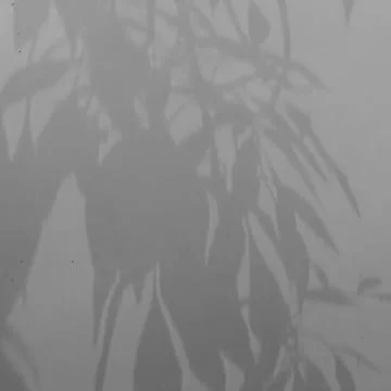 Shadow patterns of leaves and plant branches cast on a light gray surface Stock Photos