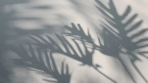 Shadow Philodendron xanadu leaf in wind blowing overlay on white wall background Stock Footage 171378152