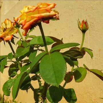 The shadow Fotos Stock