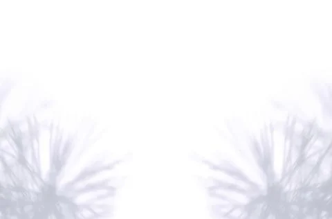 Shadow from a pine Stock Photos