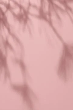 Shadow of pine tree on solid pink wall texture background Foto stock