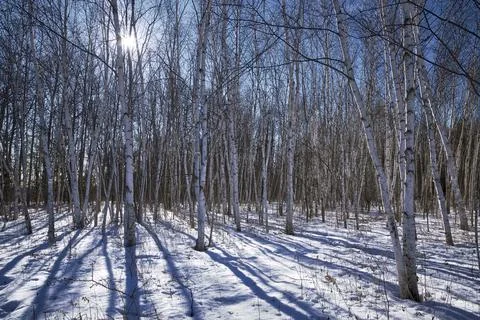 Shadow of the pine trees in the forest in winter. Sunlight peeking through th Stock Photos