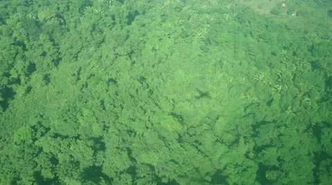 Shadow of a Plane Over a Jungle Vidéo 66427893