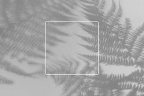 The shadow of the plant on a blue background. Stock Photos