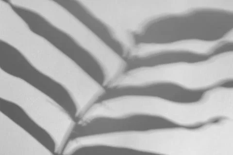 The shadow of the plant on a blue background. Stock Photos
