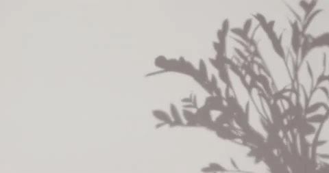 Shadow of a plant branch Stock Footage 131645872