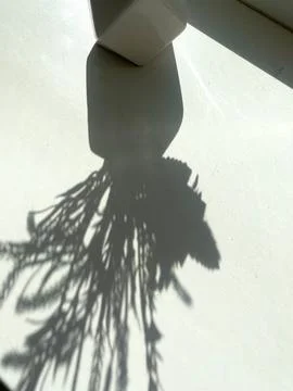 Shadow of a plant cast on a white surface by sunlight, creating a beautiful Stock Photos