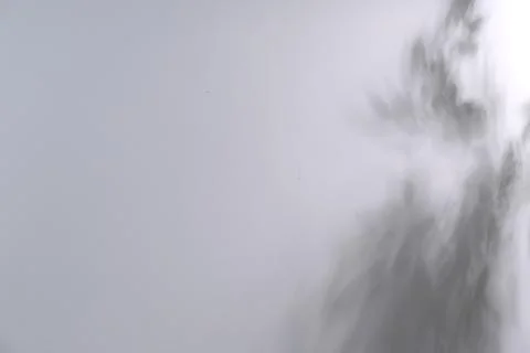 Shadow of plant falling on light wall, space for text Stock Photos