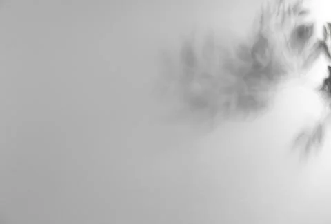 Shadow of plant falling on light wall, space for text Stock Photos