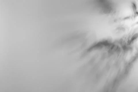 Shadow of plant falling on light wall, space for text Stock Photos