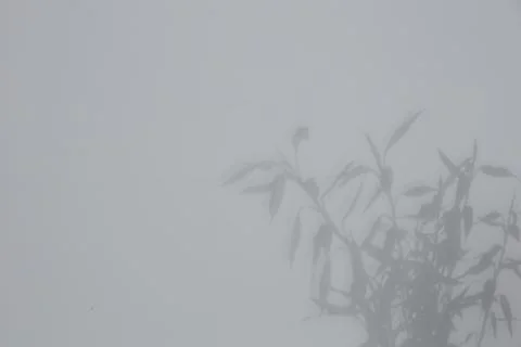 Shadow of plant falling on white wall, space for text Stock Photos