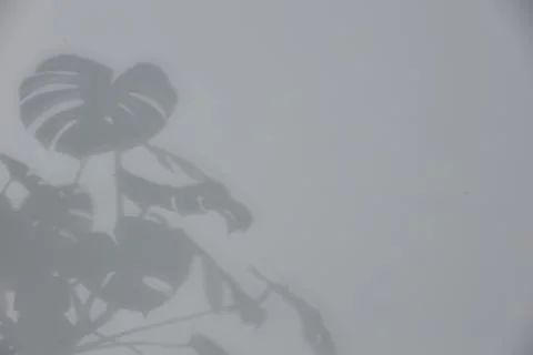 Shadow of plant falling on white wall, space for text Stock Photos
