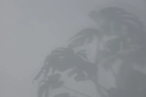 Shadow of plant falling on white wall, space for text Stock Photos