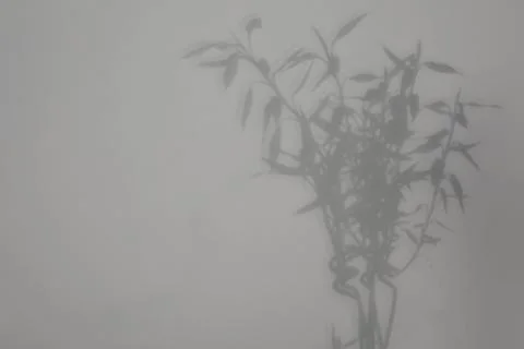 Shadow of plant falling on white wall, space for text Stock Photos