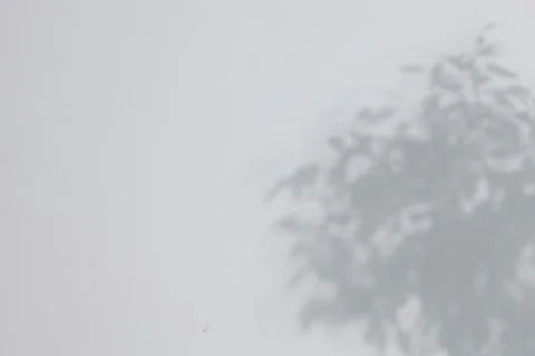 Shadow of plant falling on white wall, space for text Stock Photos