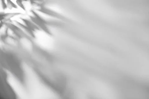 Shadow of plant falling on white wall, space for text Stock Photos