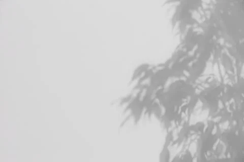 Shadow of plant falling on white wall, space for text Stock Photos