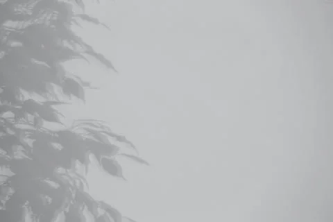Shadow of plant falling on white wall, space for text Stock Photos