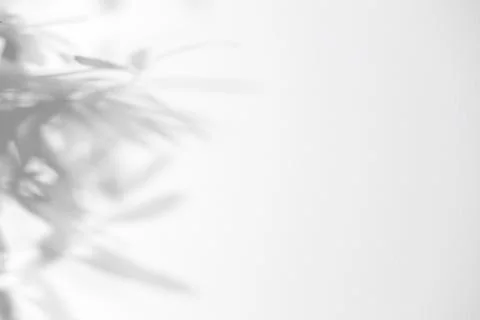 Shadow of plant falling on white wall, space for text Stock Photos
