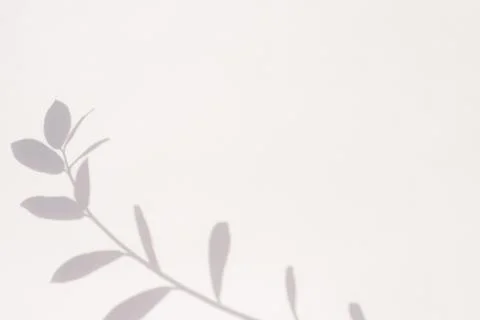 Shadow from a plant on a gray background with copy space Stock Photos
