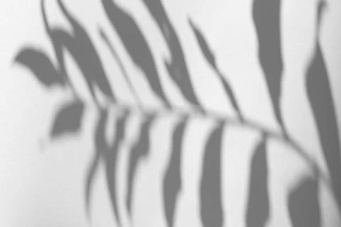 The shadow of the plant on a grey background. Stock Photos
