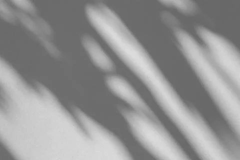 The shadow of the plant on a grey background. Stock Photos