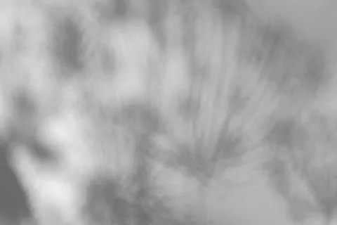 The shadow of the plant on a grey background. Stock Photos