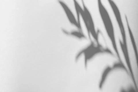 The shadow of the plant on a grey background. Stock Photos