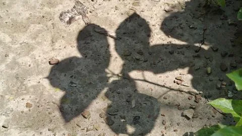 Shadow of a plant leaf cast on a textured sandy ground surface in natural. Foto stock