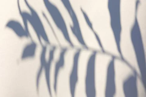 The shadow of the plant on a light background. Stock Photos