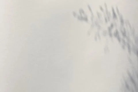 The shadow of the plant on a light background. Stock Photos